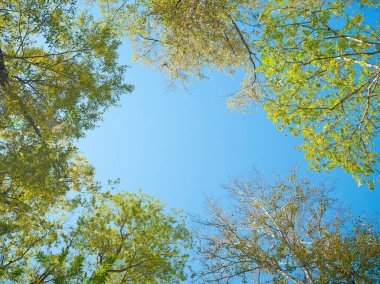 yeşil orman ve mavi gökyüzü