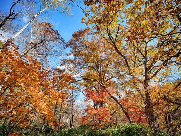 Herfstbladeren Iwanai Hokkaido — Stockfoto