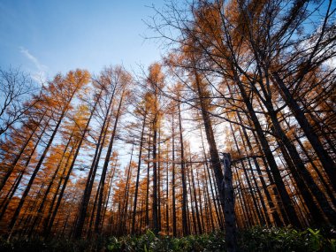 Çam Ormanı Sonbahar Hokkaido