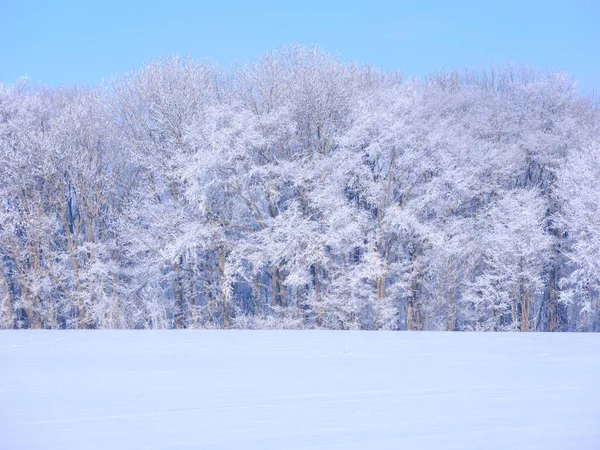 Мороз Покритий Деревом Блакитним Небом — стокове фото