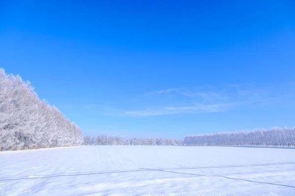 Мороз Покритий Деревом Блакитним Небом — стокове фото
