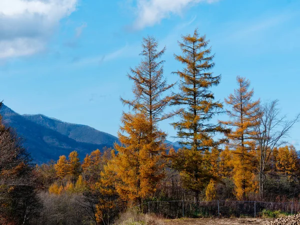 Pine Forest Autumn Hokkaido — Stock Photo, Image