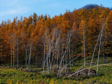 Çam Ormanı Sonbahar Hokkaido