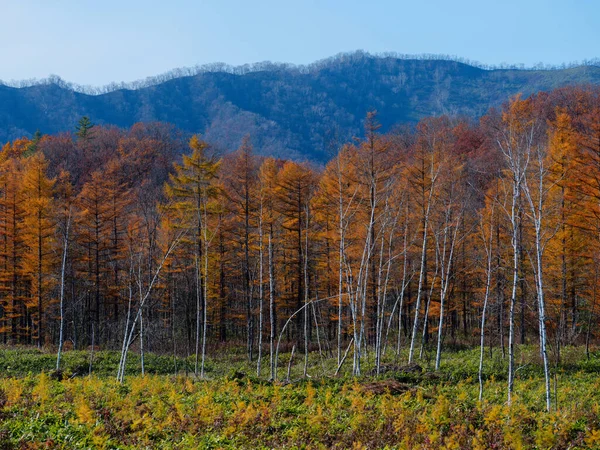 Pine Forest Autumn Hokkaido — Stock Photo, Image