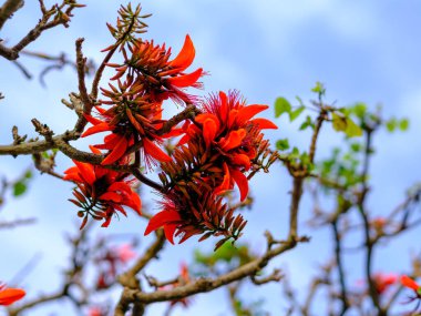 Okinawa Hint mercan ağacı