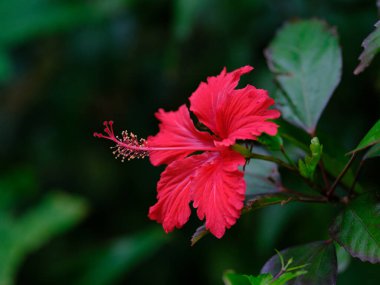 İshigaki adasında amber çiçeği