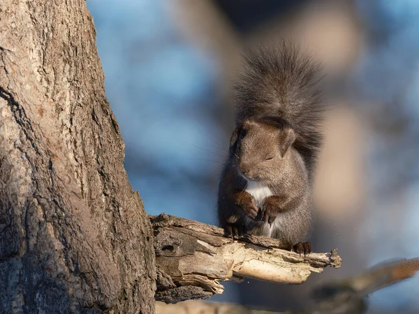 Ein Eichhörnchen Winter Hokkaido — Stockfoto