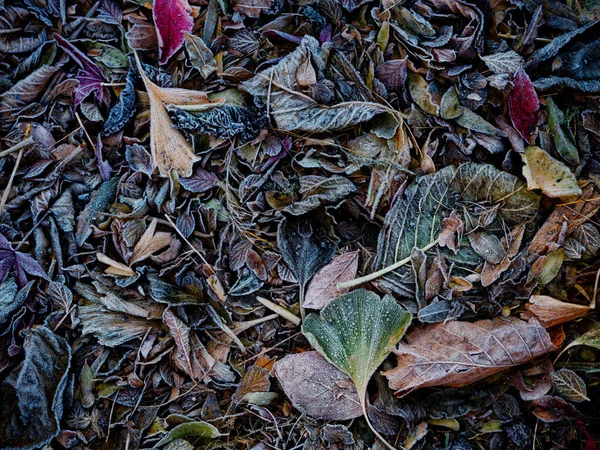 Kışın Donmuş Düşen Yapraklar — Stok fotoğraf