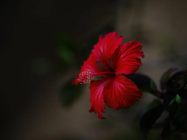 Hibiscus Kukka Ishigaki Saari — kuvapankkivalokuva
