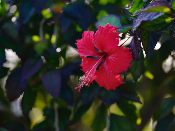 Ibiškový Květ Ostrově Ishigaki — Stock fotografie