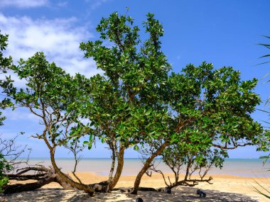 İriomote Adası 'ndaki güzel kumsal