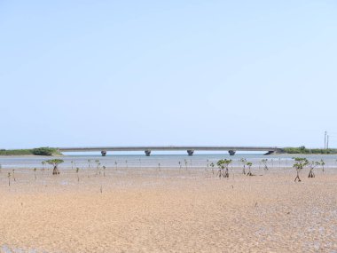 İriomote adasındaki mangrov ve köprü