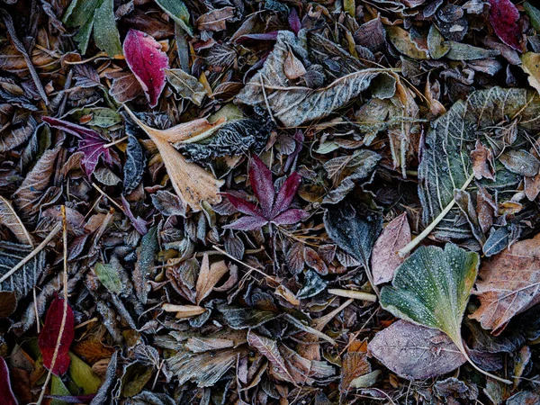 在冬季冻结落叶 — 图库照片