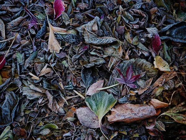 Κατεψυγμένα Πεσμένα Φύλλα Χειμώνα — Φωτογραφία Αρχείου