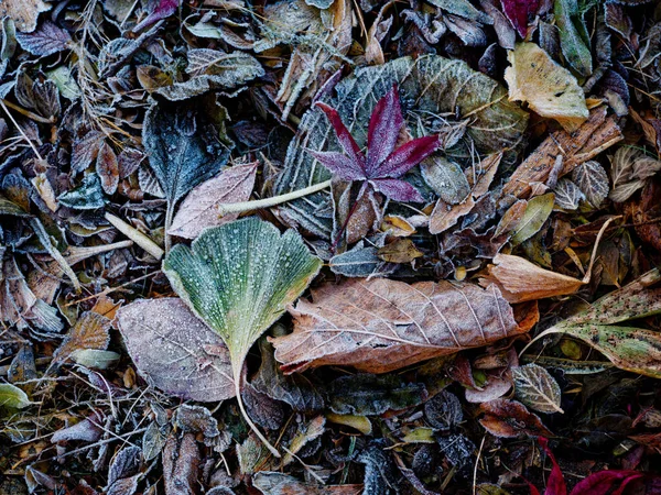 Frozen Fallen Leaves Winter — Stock Photo, Image