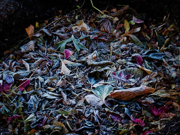 Frusna Löv Vintern — Stockfoto
