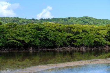 mangrov orman Iriomote Adası