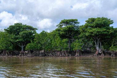 mangrov orman Iriomote Adası