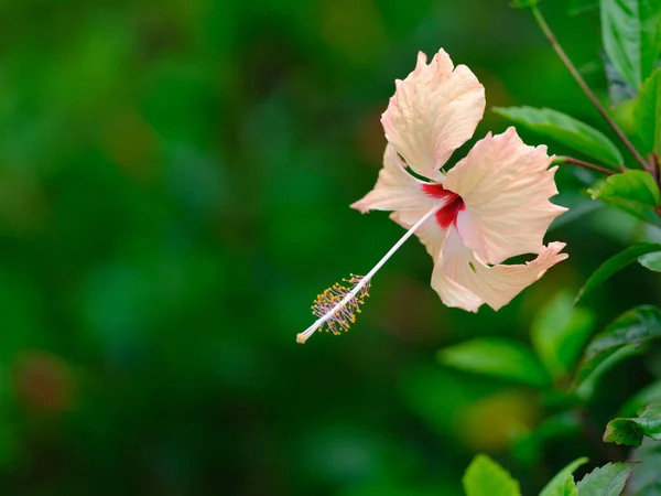 Shigaki Adasında Amber Çiçeği — Stok fotoğraf