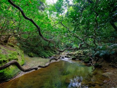 İriomtoe adasındaki kuş beyinli nehir ormanı.