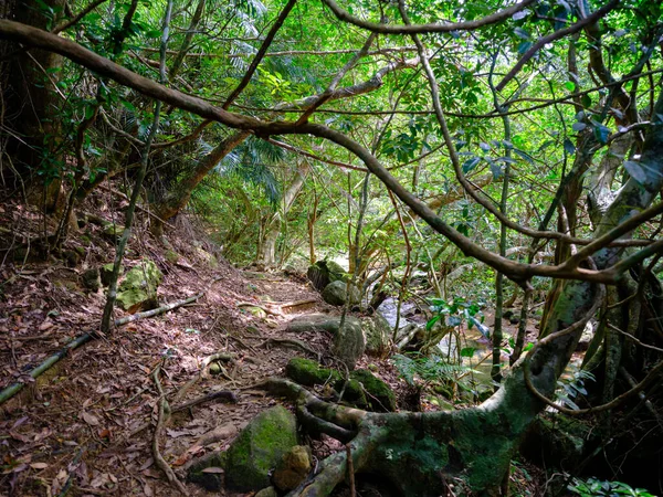 Jungle Rivière Yutun Sur Île Iriomtoe — Photo
