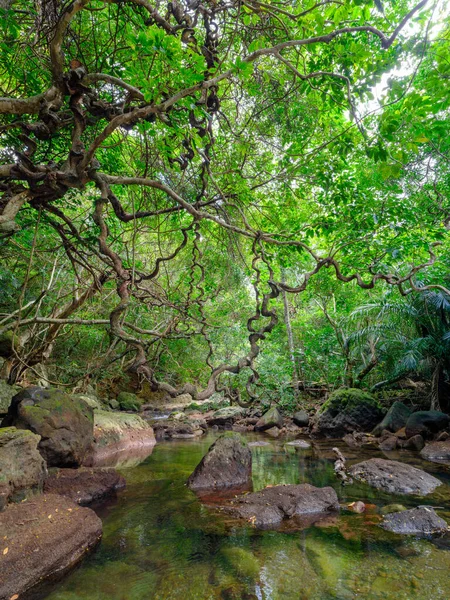 イリオントー島のユトゥン川ジャングル — ストック写真