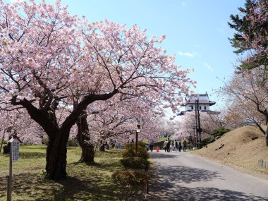 Matsumae Hokkaido 'da kiraz çiçekleri