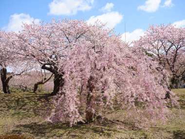 Matsumae Hokkaido 'da kiraz çiçekleri