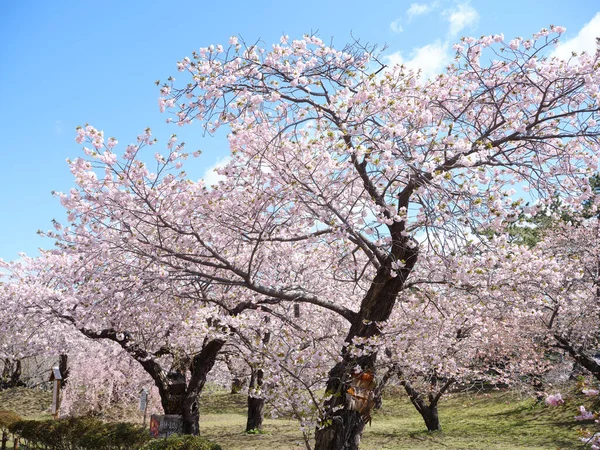 Άνθη Κερασιάς Στο Ματσουμάε Χοκάιντο — Φωτογραφία Αρχείου