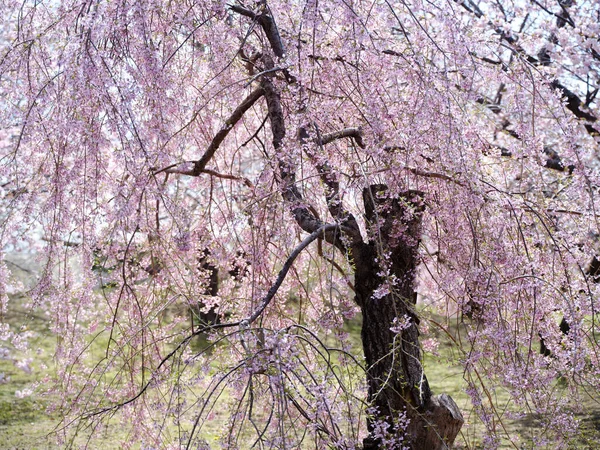 Kirschblüten Matsumae Hokkaido — Stockfoto