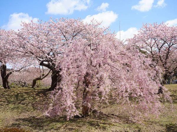 Cseresznyevirág Matsumae Hokkaido — Stock Fotó