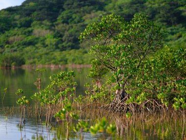 İriomote adasında ilmek kökü mangrov ağacı 