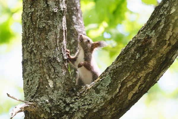 Child Squirrel Tree — Stock Photo, Image