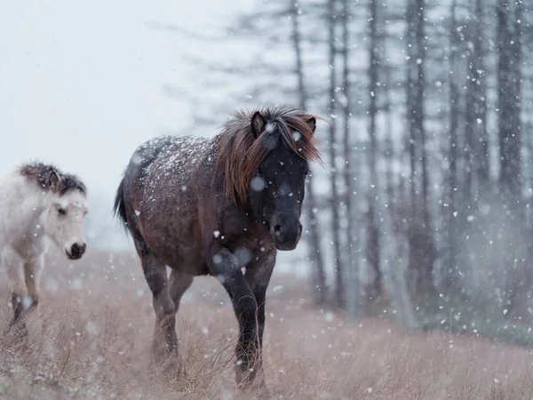 Dosanko Pferd Auf Der Winterweide — Stockfoto