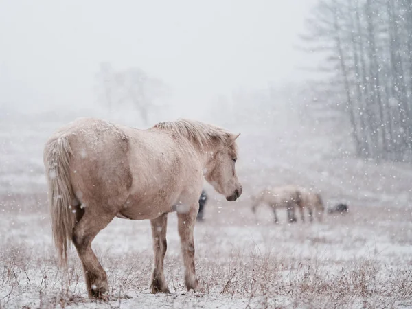 Dosanko Kůň Zimě Pastviny — Stock fotografie