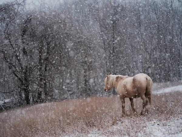 Cavallo Dosanko Pascolo Invernale — Foto Stock