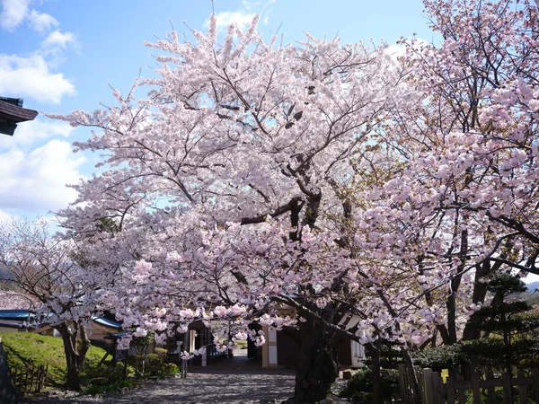 Körsbärsblommor Matsumae Hokkaido — Stockfoto