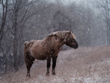 Dosanko atı kış otlağında