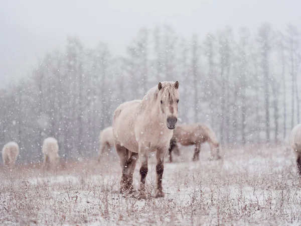 Cavalo Dosanko Pasto Inverno — Fotografia de Stock