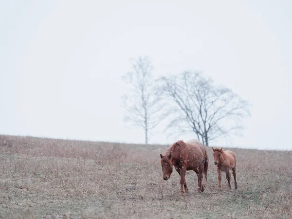 Cavalo Dosanko Pasto Inverno — Fotografia de Stock