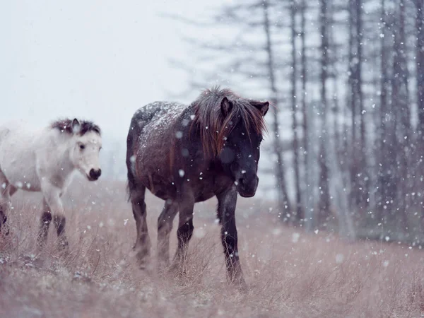 Dosanko Koń Pastwisku Zimowym — Zdjęcie stockowe