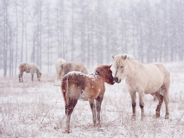 Dosanko Pferd Auf Der Winterweide — Stockfoto