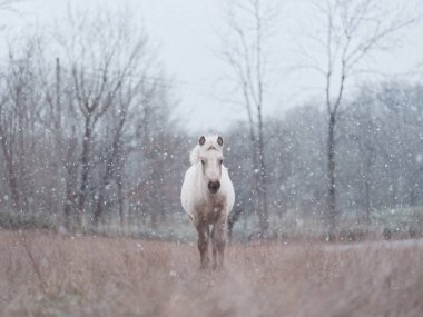 Dosanko atı kış otlağında