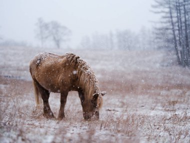 Dosanko atı kış otlağında