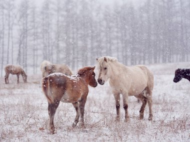 Dosanko atı kış otlağında