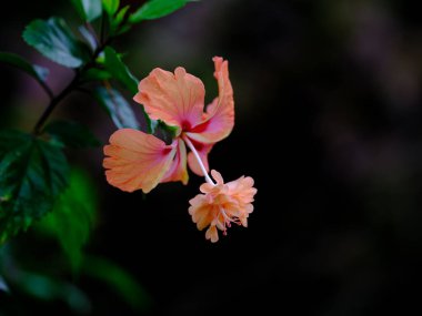 Orijinal amber çiçeği türü.