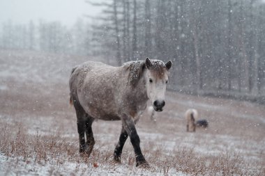 Dosanko atı kış otlağında