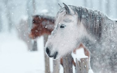 Dosanko atı kış otlağında