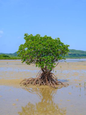 İriomote adasında ilmek kökü mangrov ağacı 