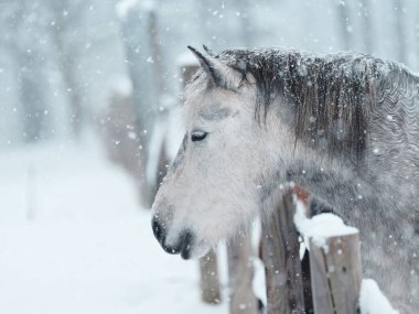 Dosanko atı kış otlağında